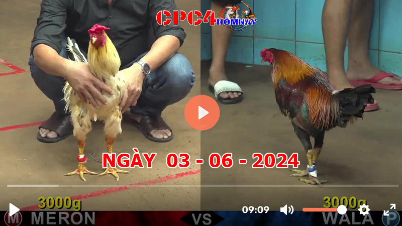 Trực tiếp đá gà C4 ngày 03-06-2024