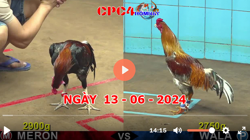 Trực tiếp đá gà C4 ngày 13-06-2024