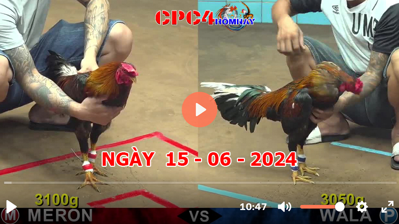 Trực tiếp đá gà C4 ngày 15-06-2024