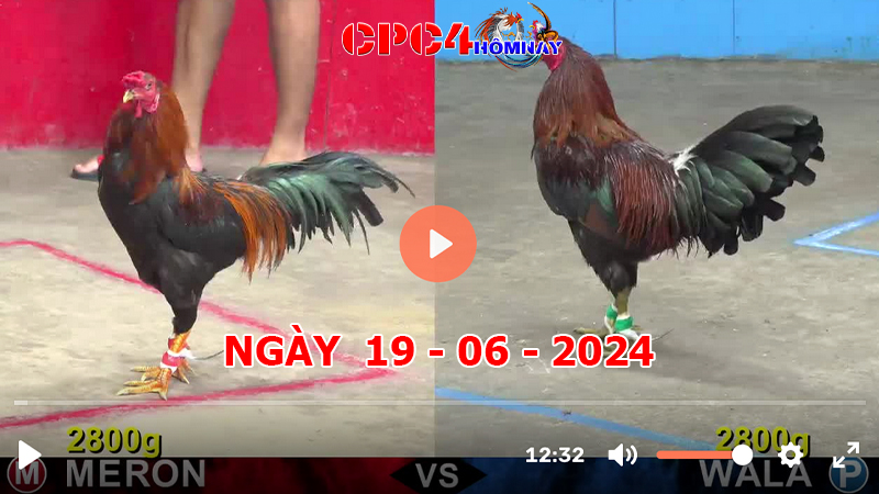 Trực tiếp đá gà C4 ngày 19-06-2024