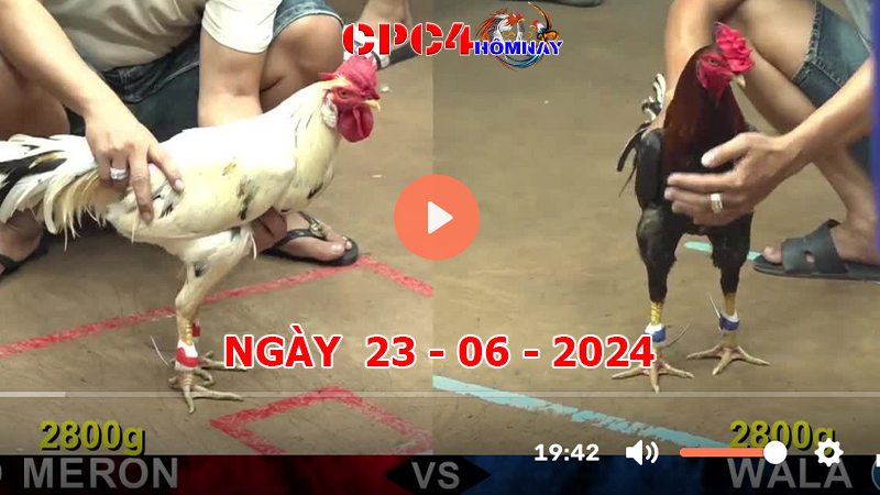 Trực tiếp đá gà C4 ngày 23-06-2024