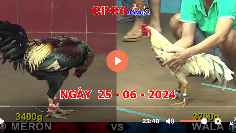 Trực tiếp đá gà C4 ngày 25-06-2024