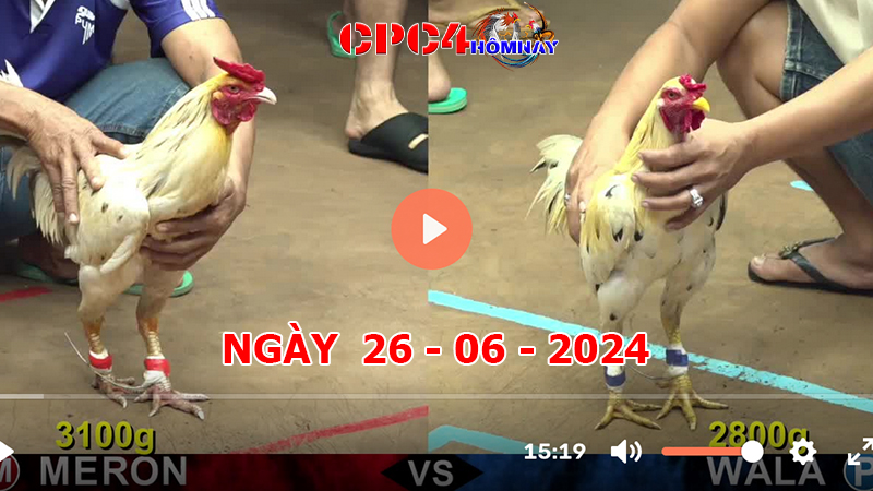 Trực tiếp đá gà C4 ngày 26-06-2024