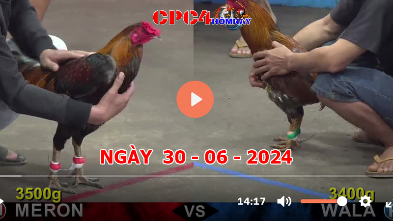 Trực tiếp đá gà C4 ngày 30-6-2024