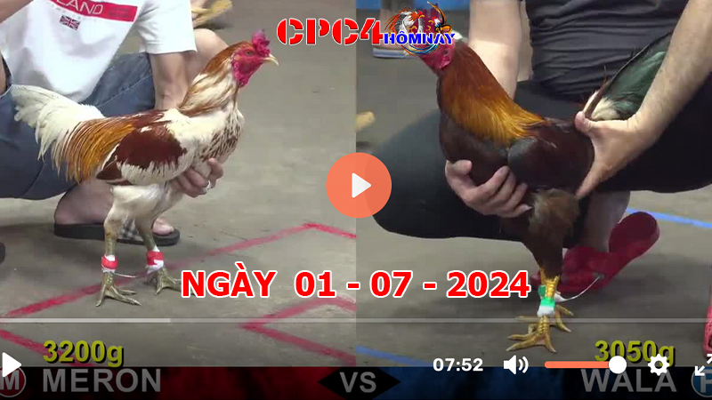 Trực tiếp đá gà C4 ngày 01-7-2024