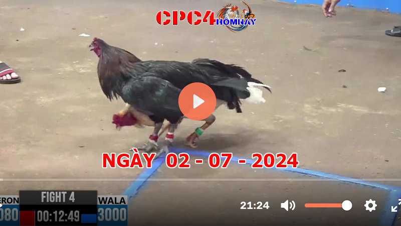 Trực tiếp đá gà C4 ngày 02-7-2024