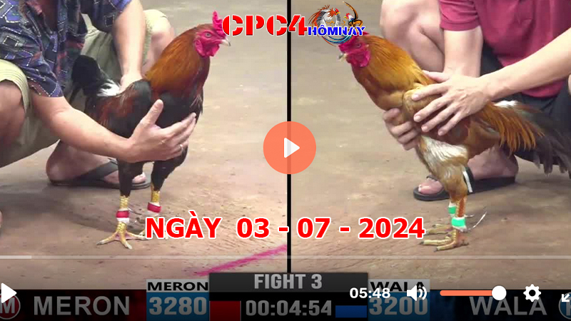 Trực tiếp đá gà C4 ngày 03-7-2024