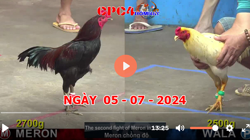 Trực tiếp đá gà C4 ngày 05-7-2024