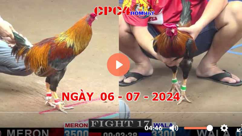 Trực tiếp đá gà C4 ngày 06-7-2024