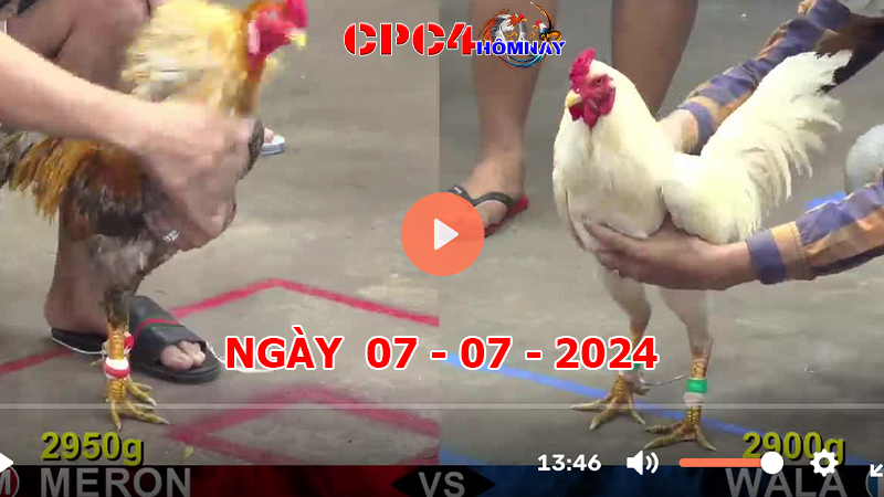 Trực tiếp đá gà C4 ngày 07-7-2024