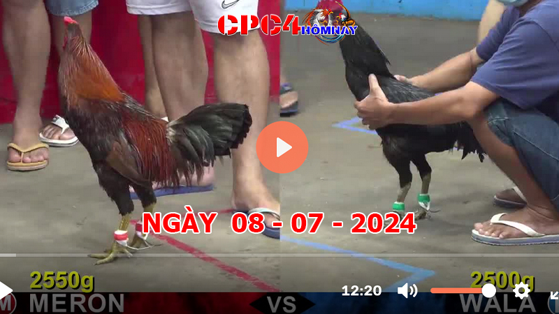 Trực tiếp đá gà C4 ngày 08-7-2024