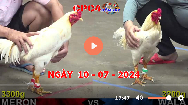 Trực tiếp đá gà C4 ngày 10-7-2024