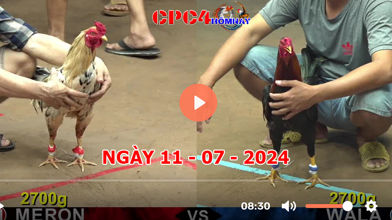 Trực tiếp đá gà C4 ngày 11-7-2024