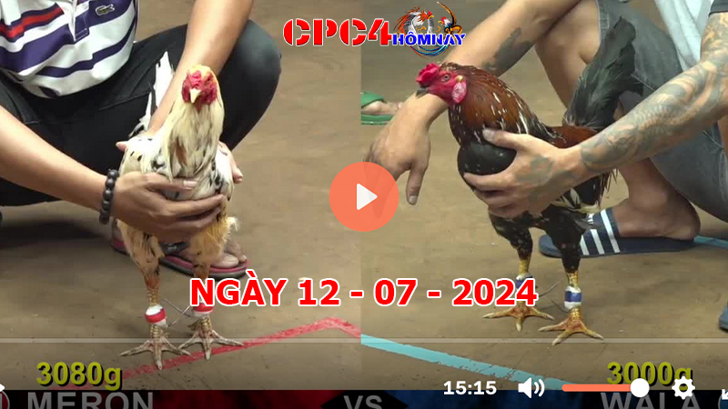 Trực tiếp đá gà C4 ngày 12-7-2024