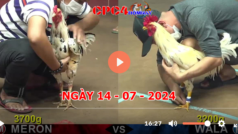 Trực tiếp đá gà C4 ngày 14-7-2024