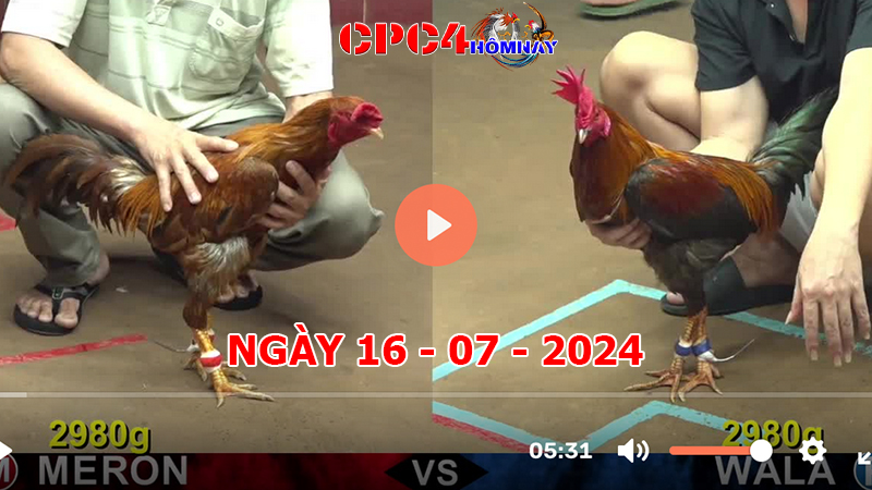 Trực tiếp đá gà C4 ngày 16-7-2024