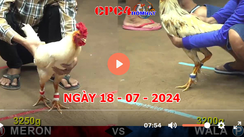 Trực tiếp đá gà C4 ngày 18-7-2024