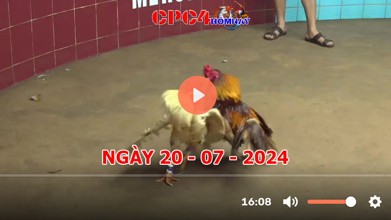 Trực tiếp đá gà C4 ngày 20-7-2024