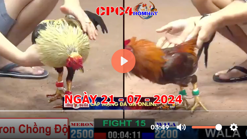 Trực tiếp đá gà C4 ngày 21-7-2024