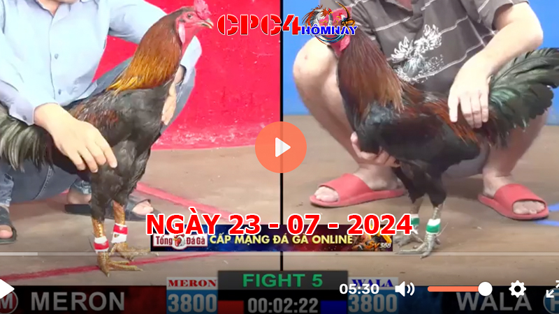 Trực tiếp đá gà C4 ngày 23-7-2024