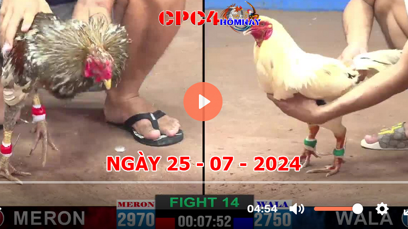 Trực tiếp đá gà C4 ngày 25-7-2024