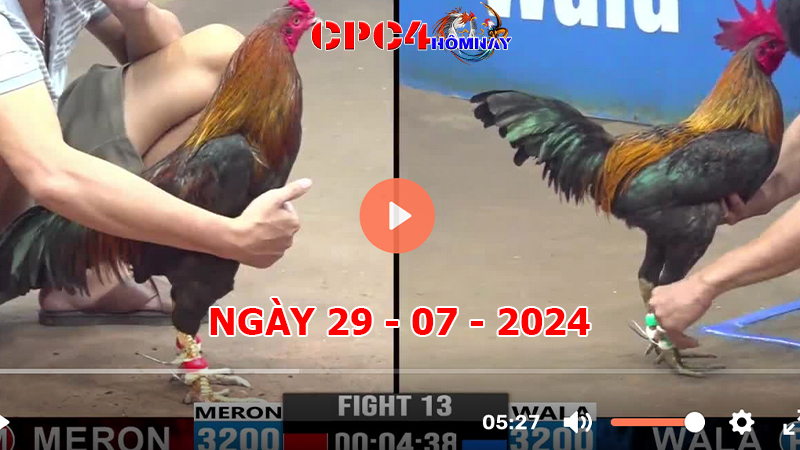 Trực tiếp đá gà C4 ngày 29-7-2024