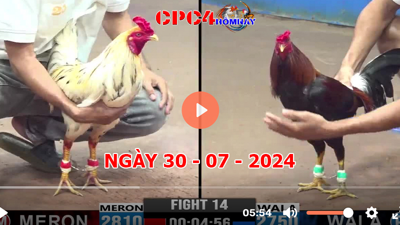 Trực tiếp đá gà C4 ngày 30-7-2024