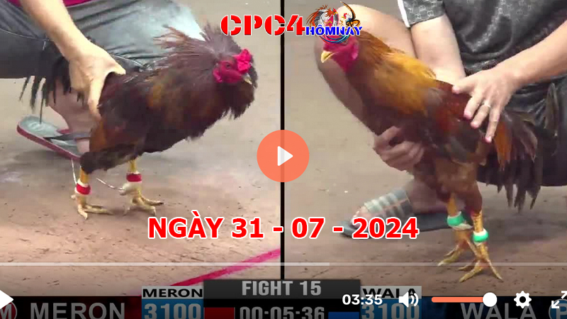 Trực tiếp đá gà C4 ngày 31-7-2024