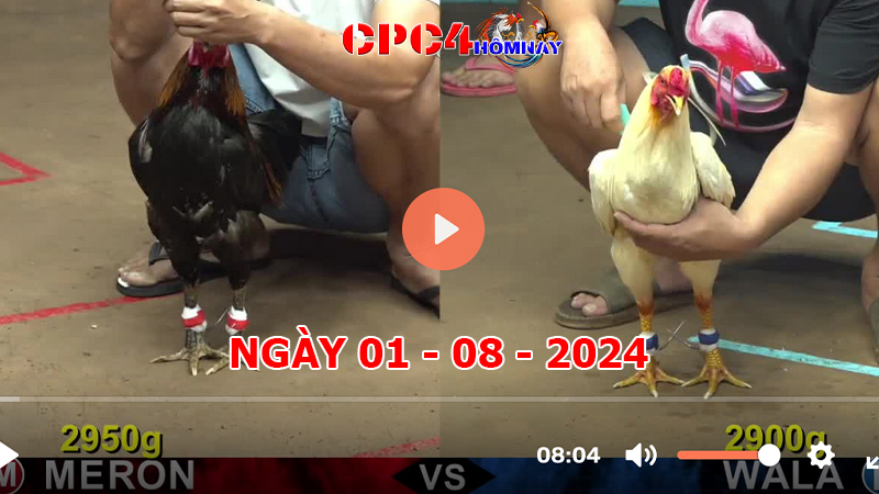 Trực tiếp đá gà C4 ngày 01-8-2024