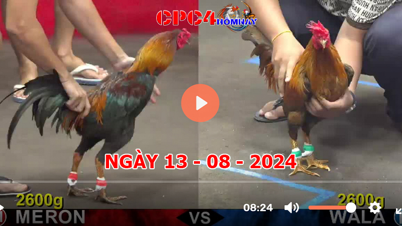 Trực tiếp đá gà C4 ngày 13-8-2024