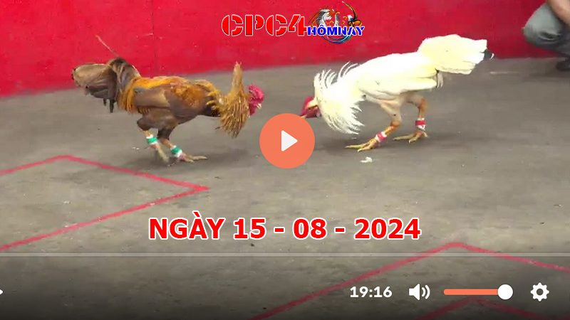 Trực tiếp đá gà C4 ngày 15-8-2024