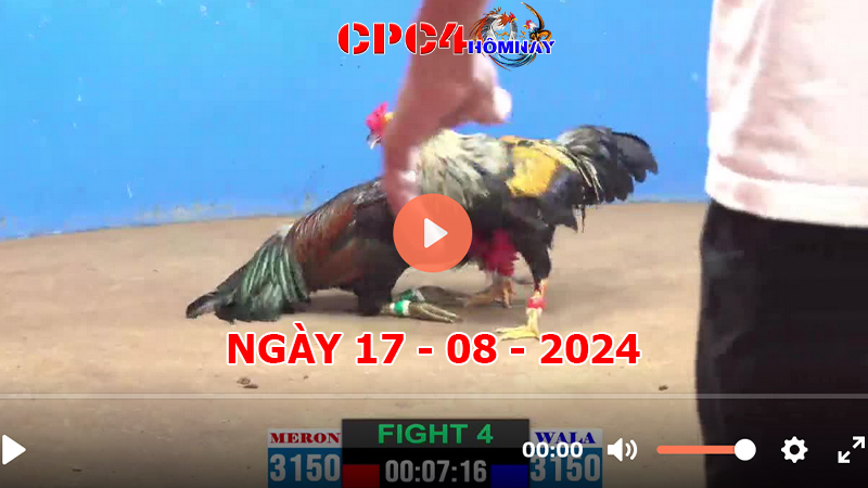 Trực tiếp đá gà C4 ngày 17-8-2024