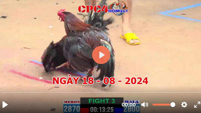 Trực tiếp đá gà C4 ngày 18-8-2024