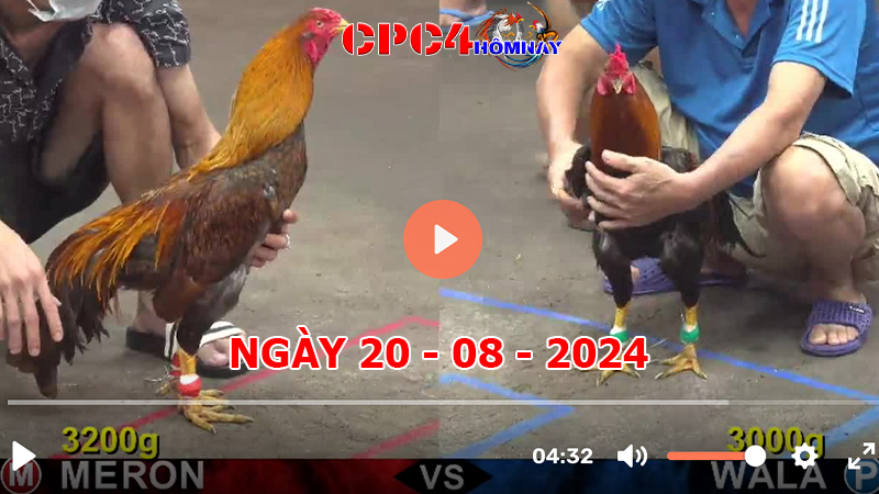 Trực tiếp đá gà C4 ngày 20-8-2024