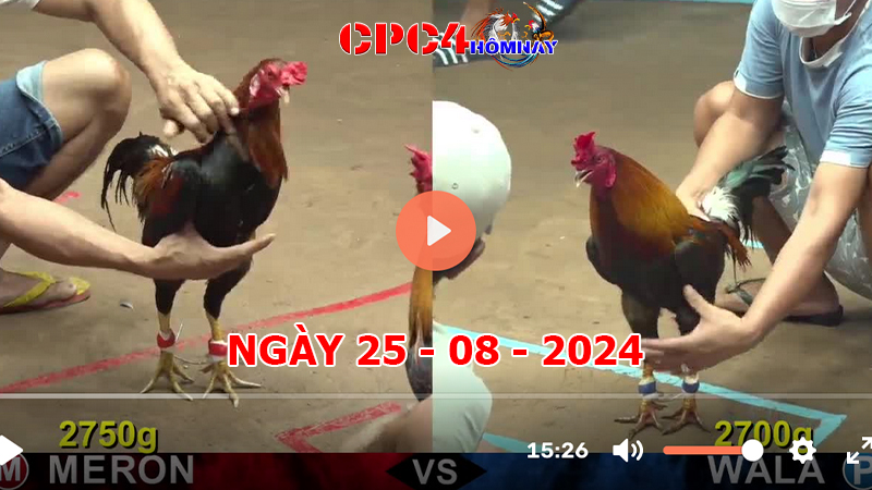 Trực tiếp đá gà C4 ngày 25-8-2024