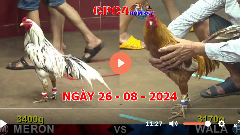 Trực tiếp đá gà C4 ngày 26-8-2024