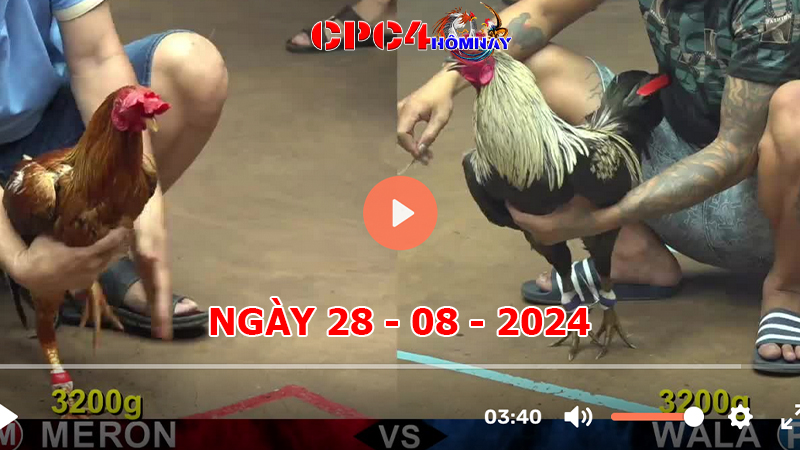 Trực tiếp đá gà C4 ngày 28-8-2024