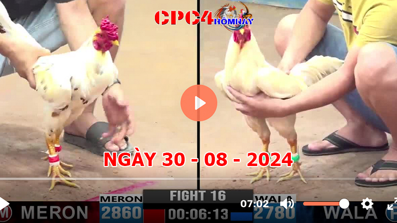 Trực tiếp đá gà C4 ngày 30-8-2024