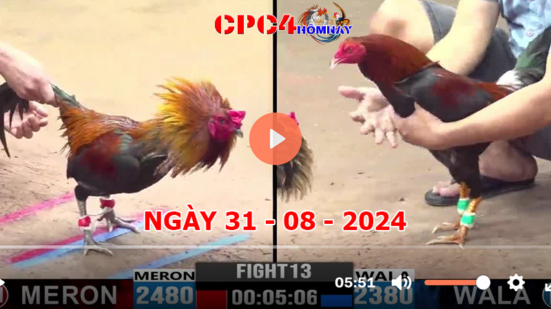 Trực tiếp đá gà C4 ngày 31-8-2024