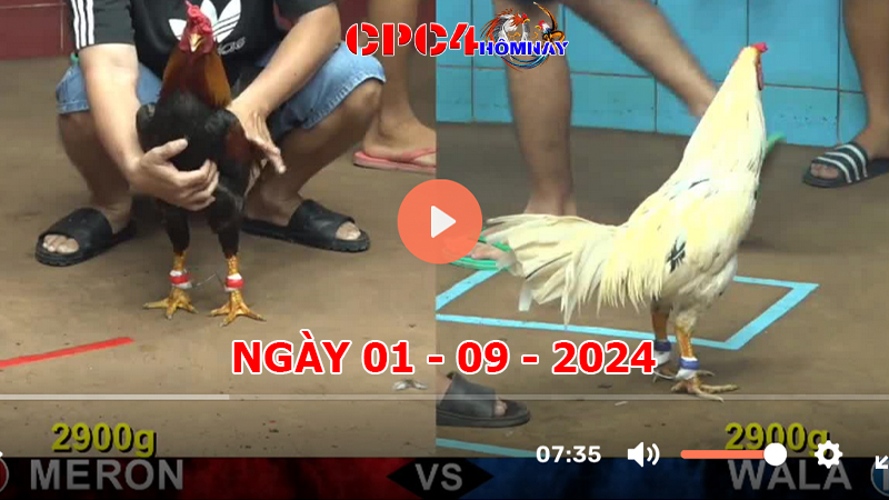 Trực tiếp đá gà C4 ngày 01-9-2024