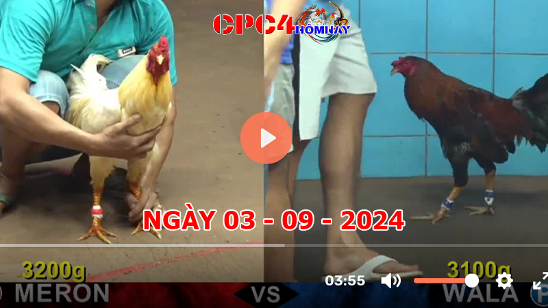 Trực tiếp đá gà C4 ngày 03-9-2024