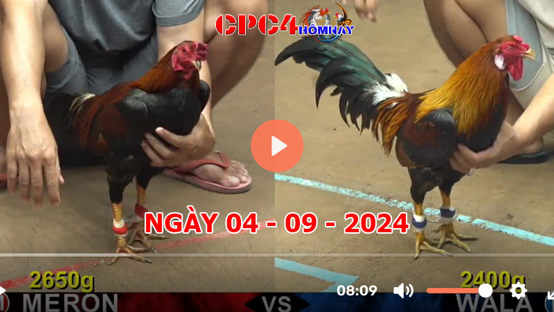 Trực tiếp đá gà C4 ngày 04-9-2024