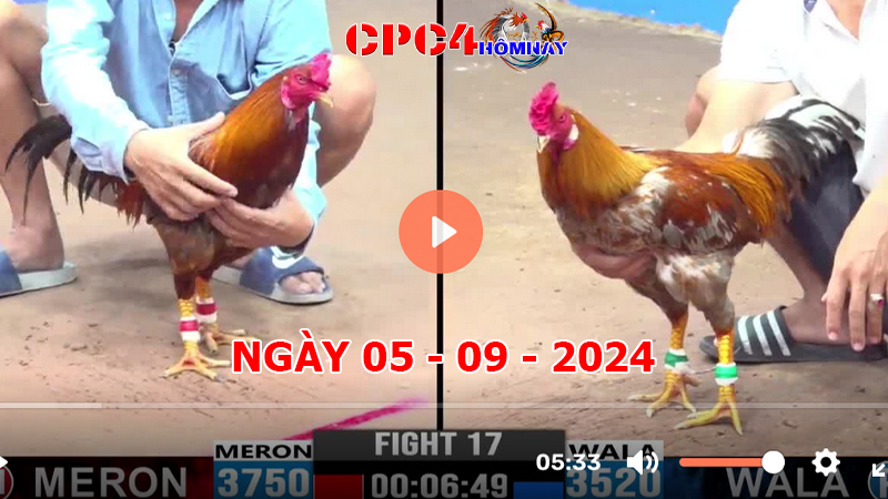 Trực tiếp đá gà C4 ngày 05-9-2024