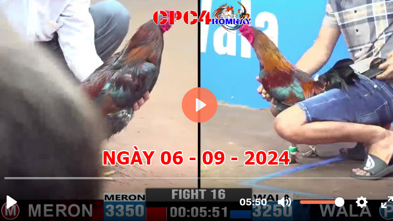 Trực tiếp đá gà C4 ngày 06-9-2024