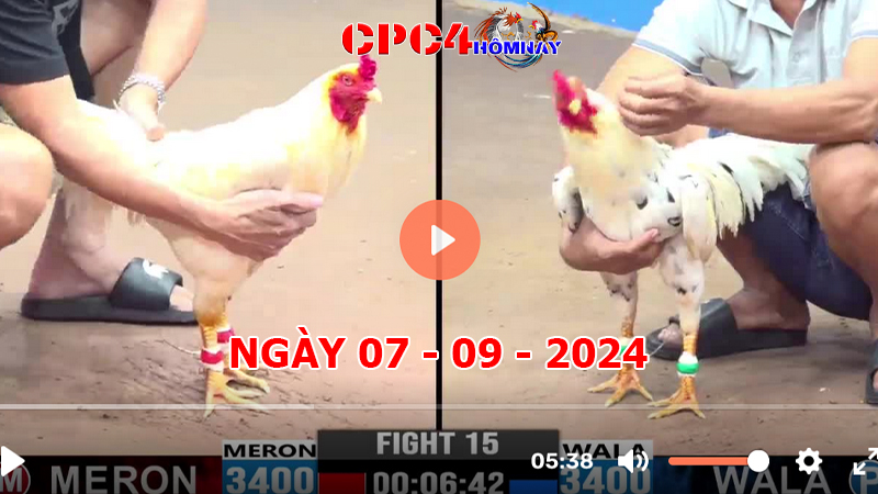 Trực tiếp đá gà C4 ngày 07-9-2024