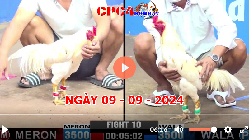 Trực tiếp đá gà C4 ngày 09-9-2024