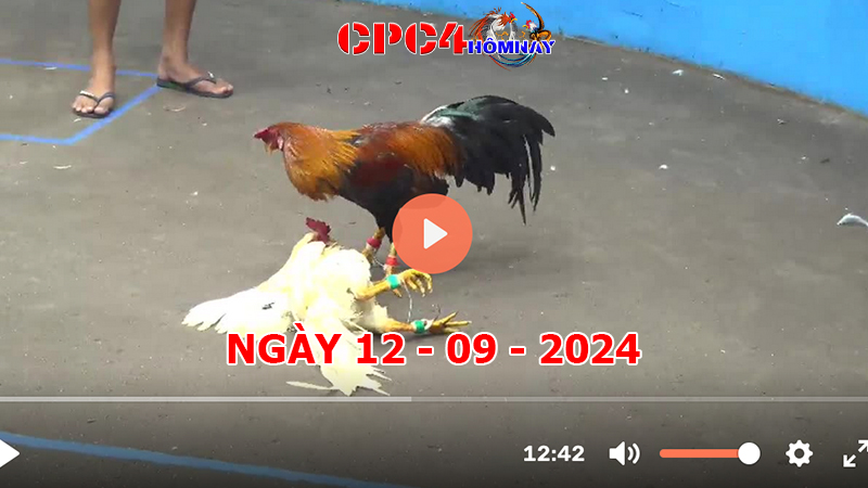 Trực tiếp đá gà C4 ngày 12-9-2024