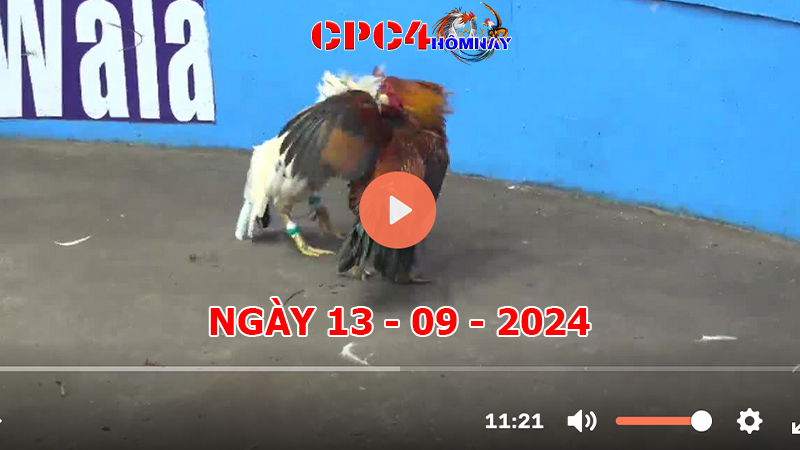 Trực tiếp đá gà C4 ngày 13-9-2024