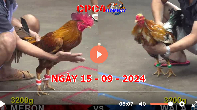 Trực tiếp đá gà C4 ngày 15-9-2024