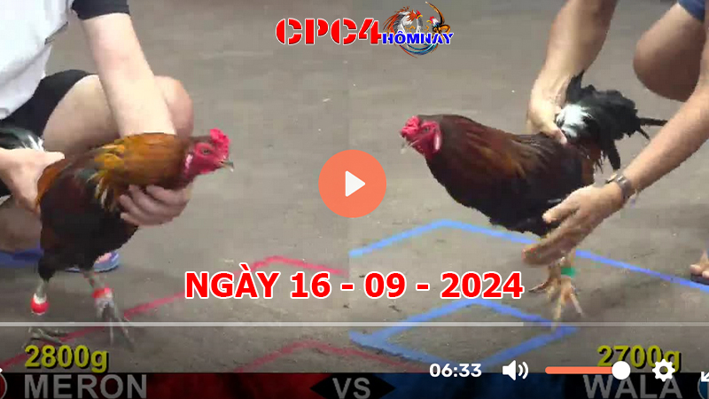 Trực tiếp đá gà C4 ngày 16-9-2024